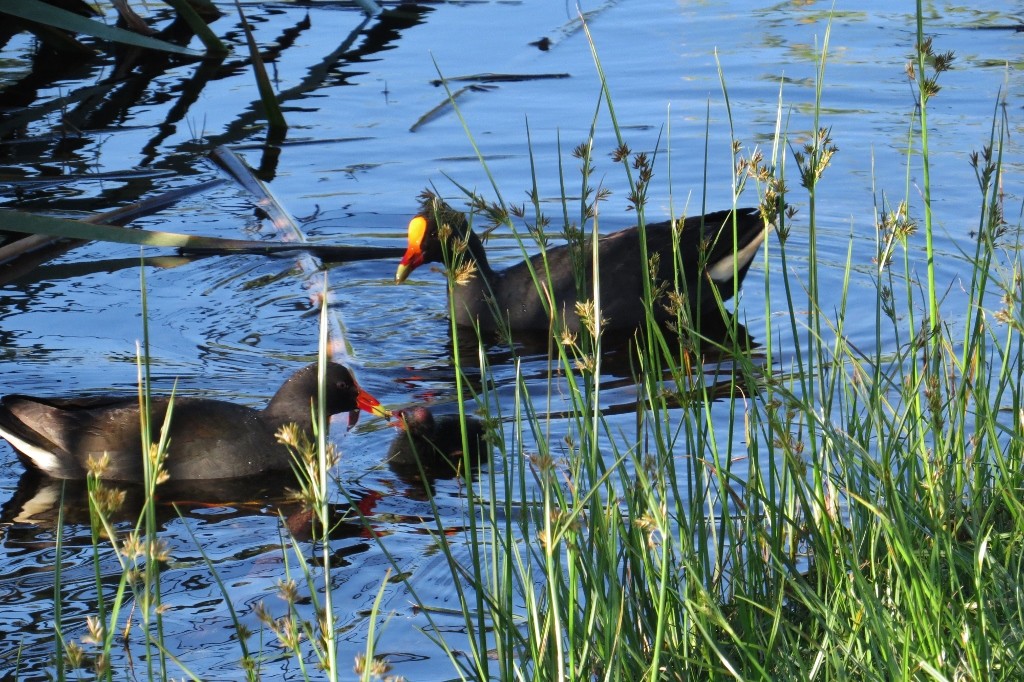dusky moorhen 5