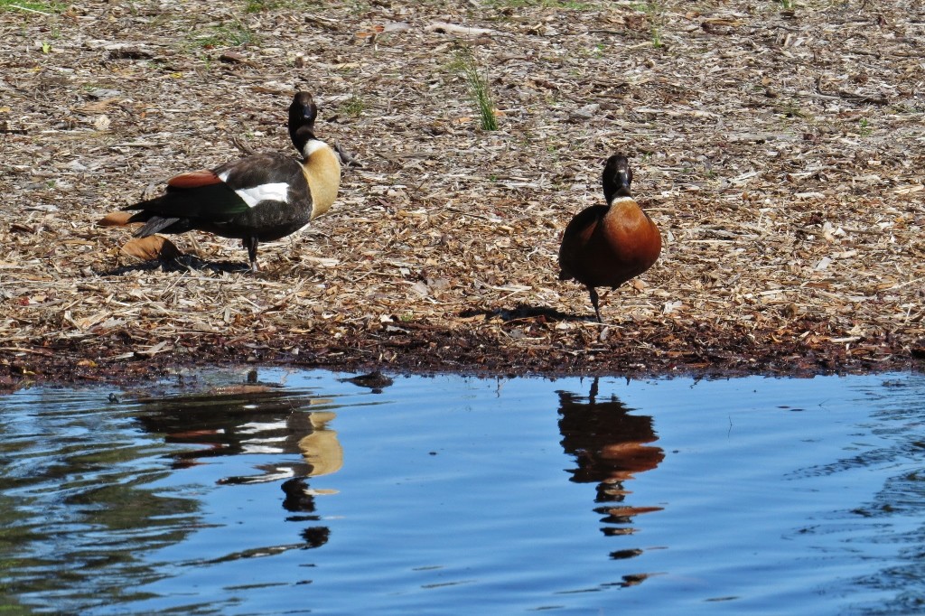 shelduck 4