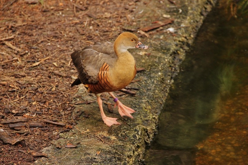 Dendrocygna eytoni 6