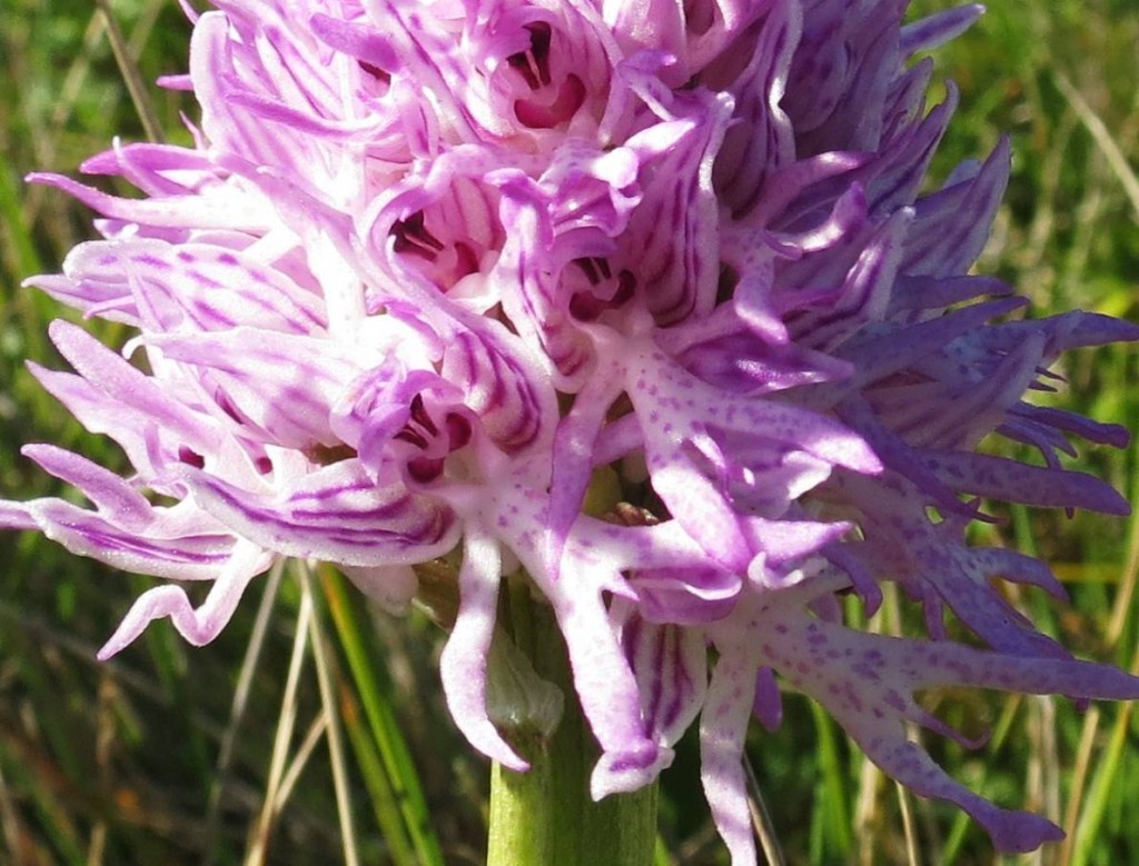 orchis-italica-1-1024x779