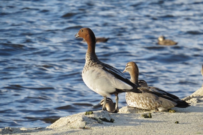 chenonetta jubata 2 (800x533)