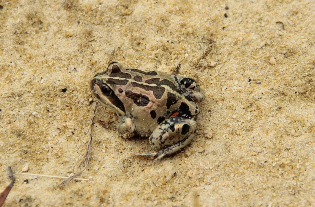 western banjo frog 2