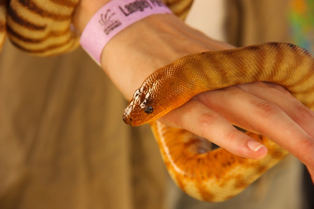 australia day snakes 7