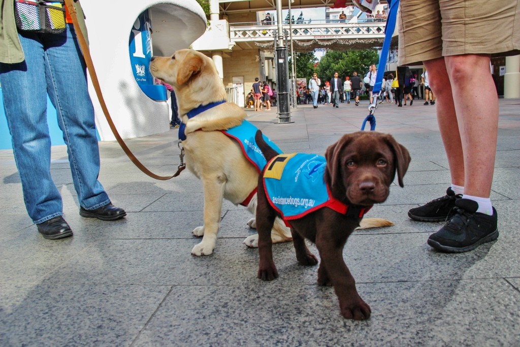 cao guia-11 (1024x683)