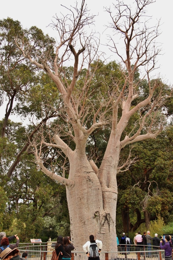 giant baobab kings park 2