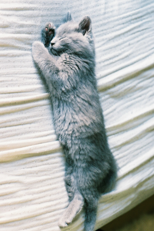 animal fofo 3.png animal fofo 3.png