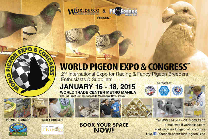 World Pigeon.jpg