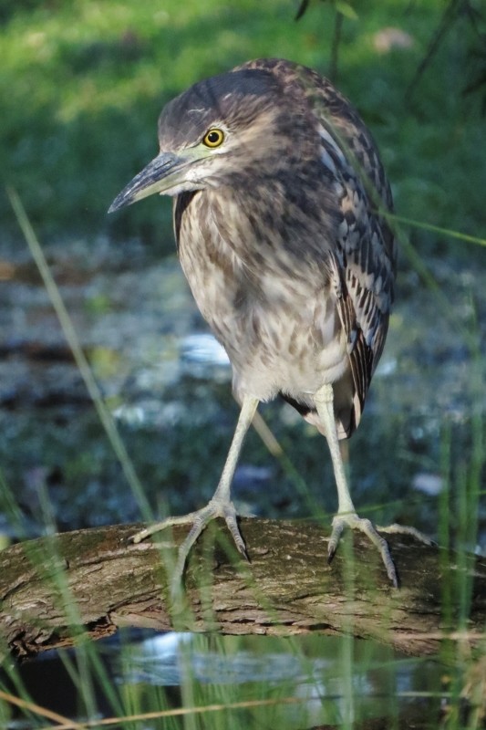 night heron 1