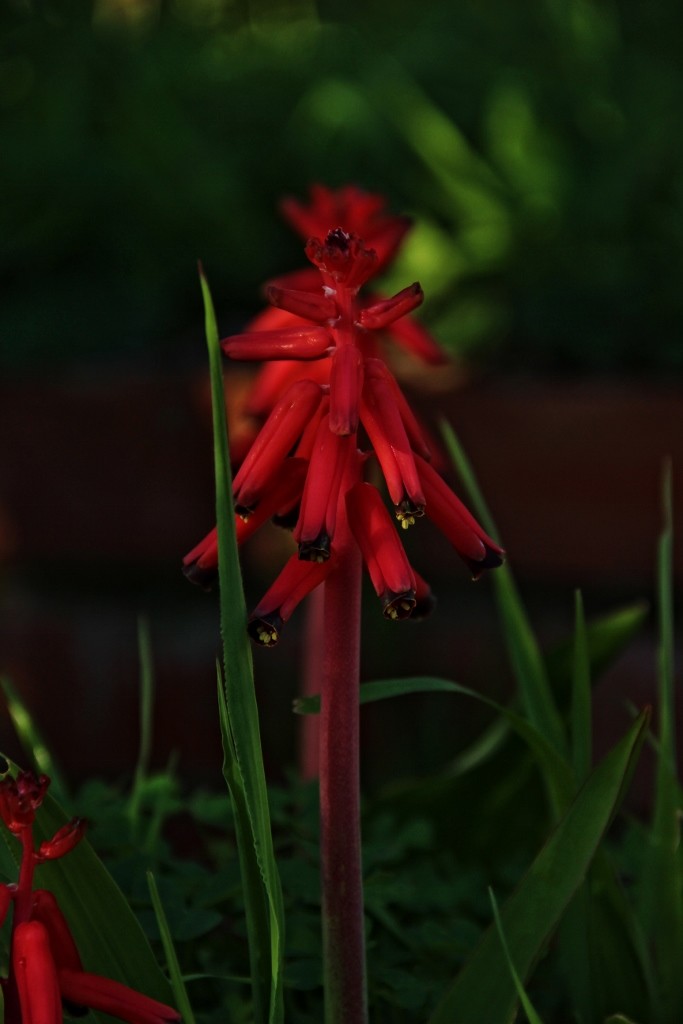 red flower 5