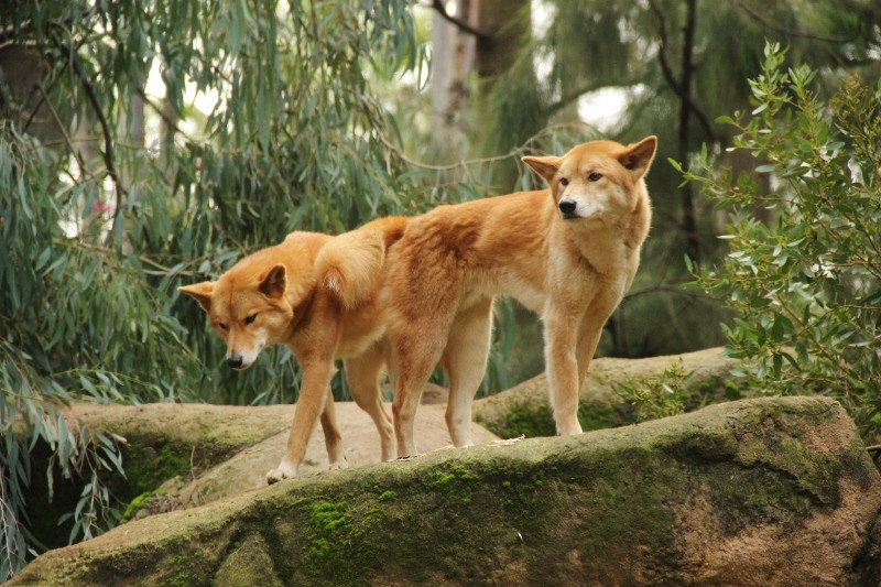 dingo 4