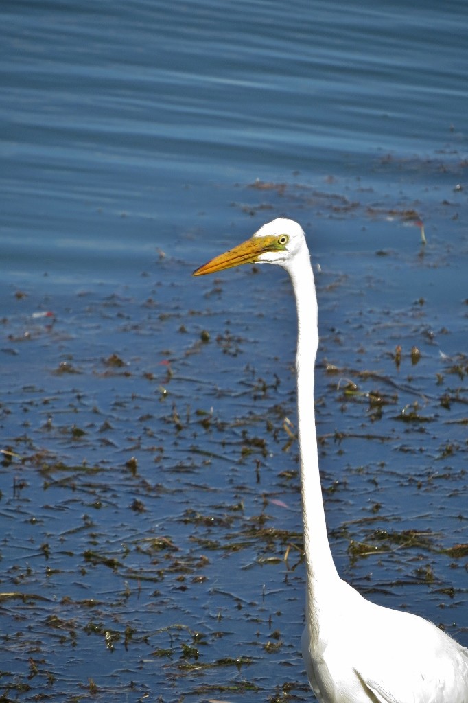 ardea alba 8