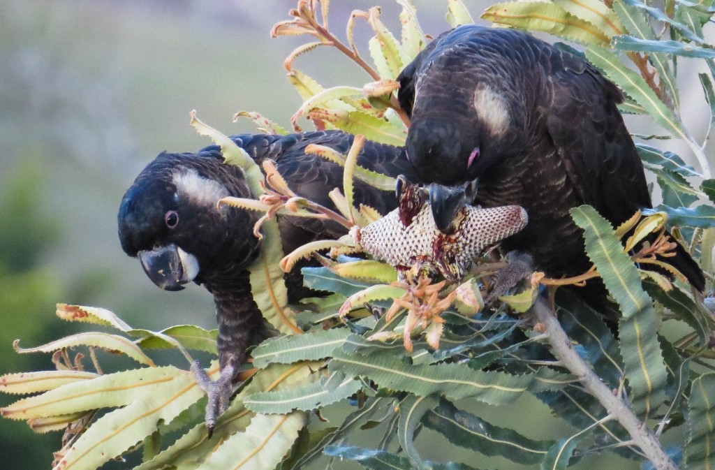 black cockatoo 3