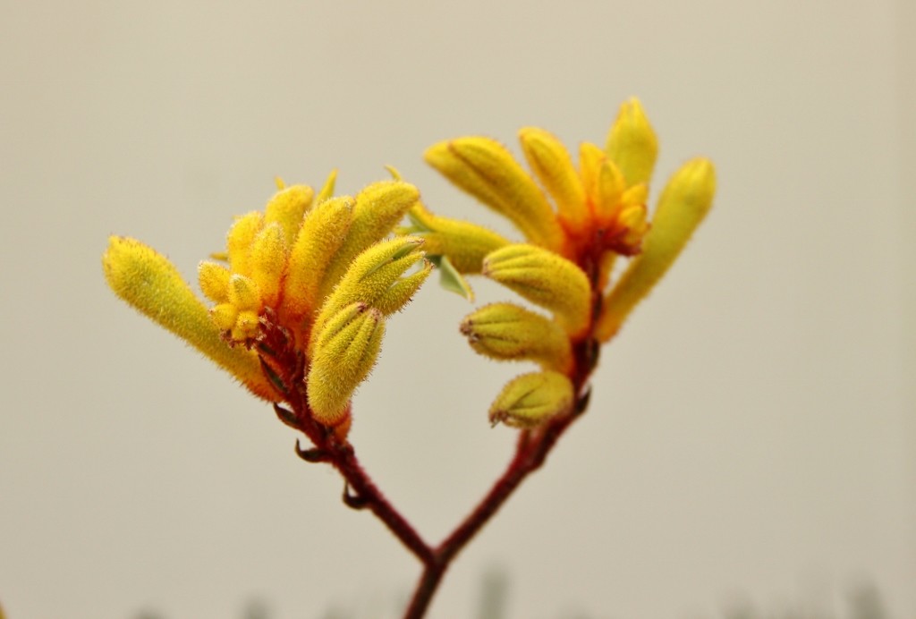 kangaroo paw 4
