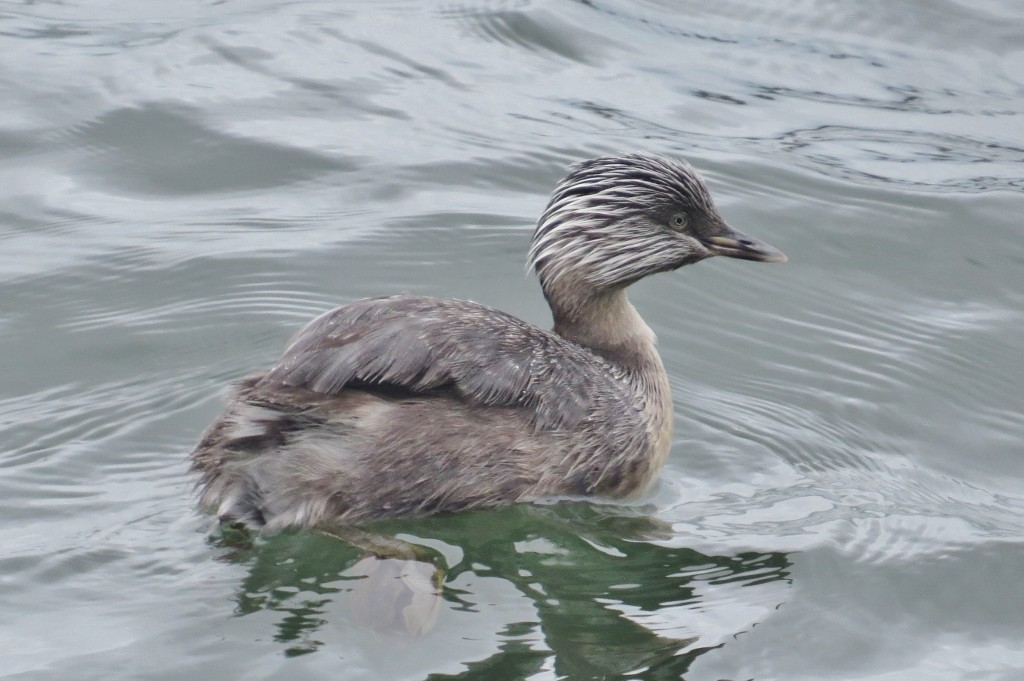 hoary grebe 1