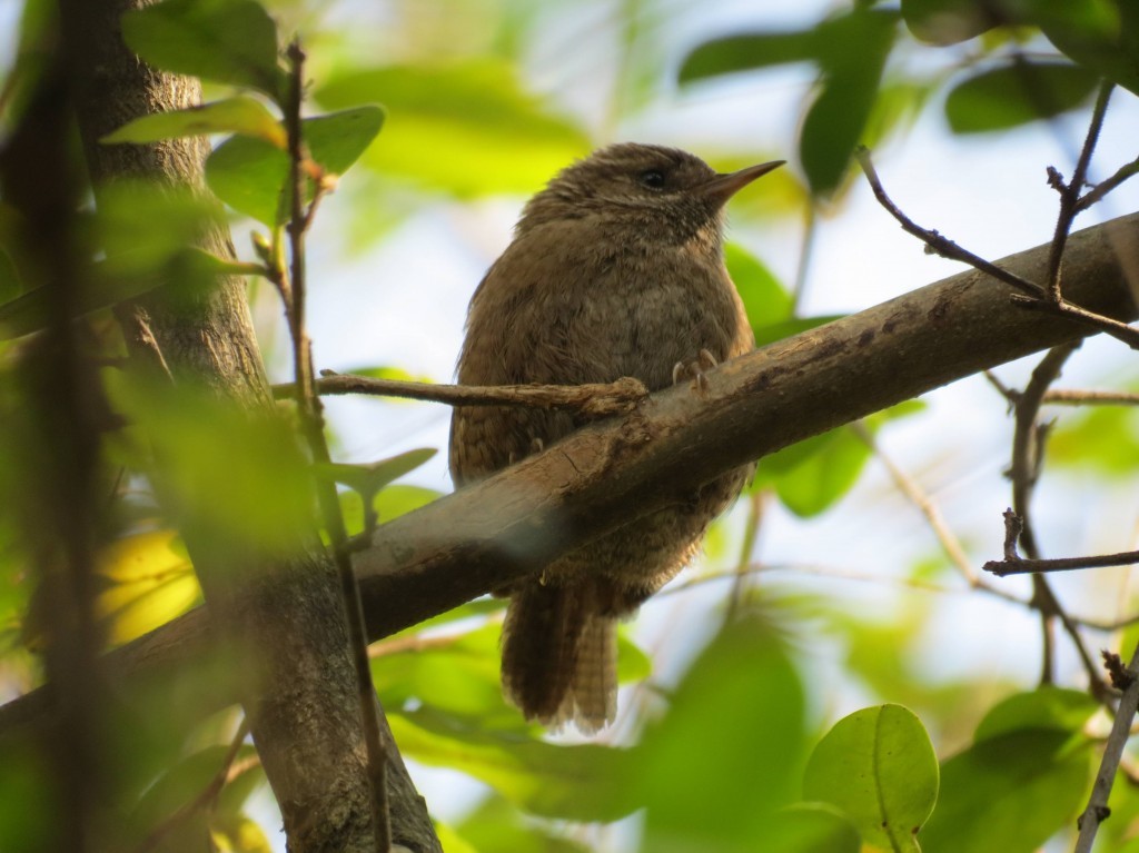 troglodytes troglodytes 1