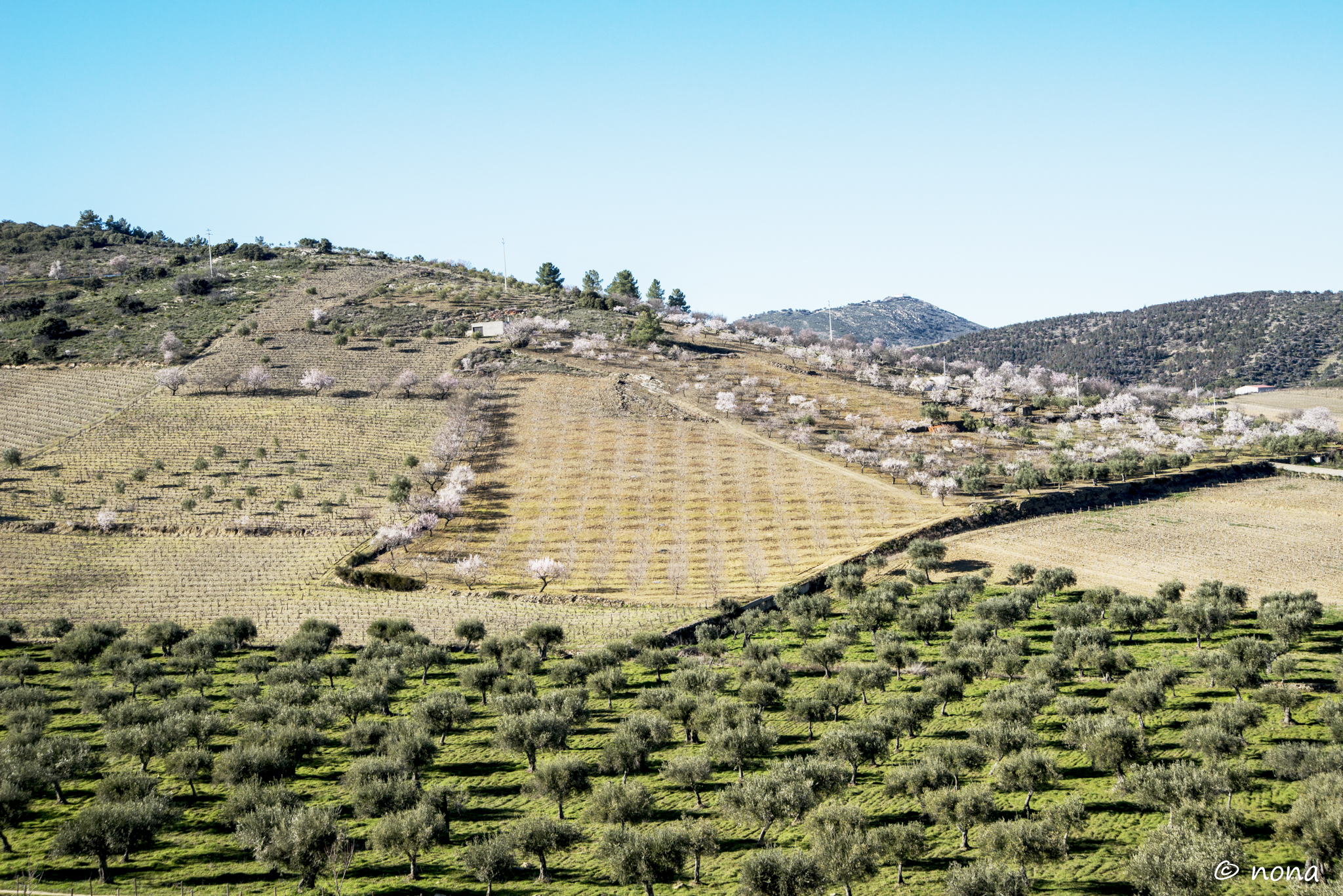 2015 - Rota das Amendoeiras (350).jpg