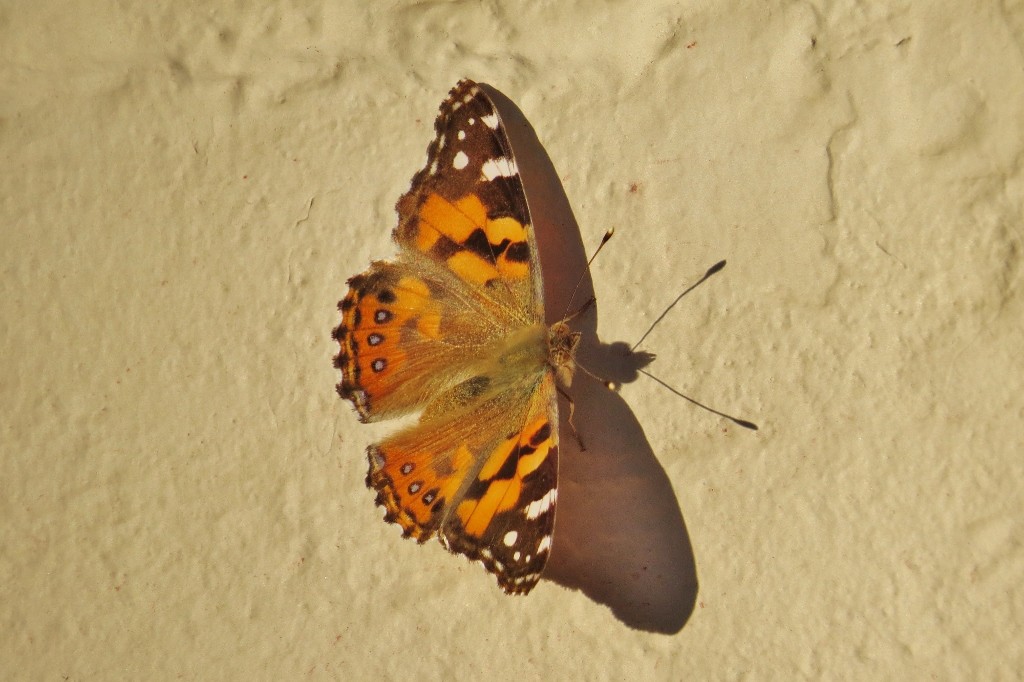 painted lady 2