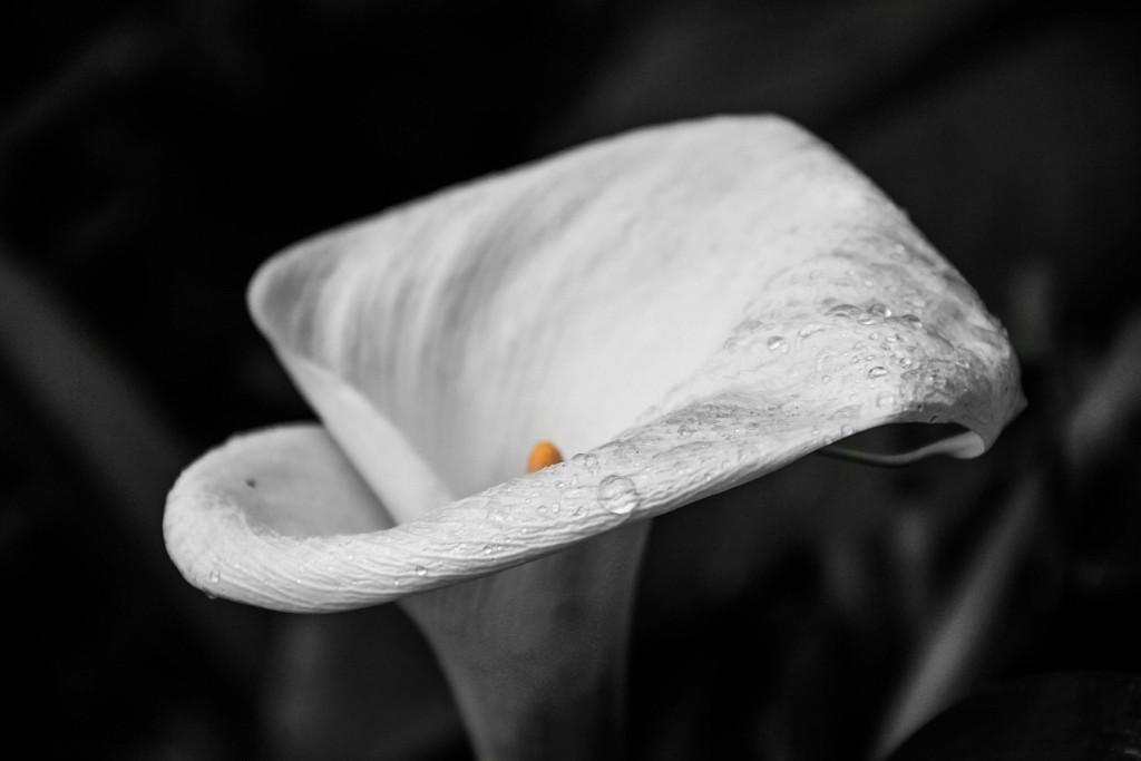 jarro jardim botanico a 10