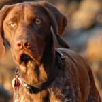 GermanShorthairedPointer