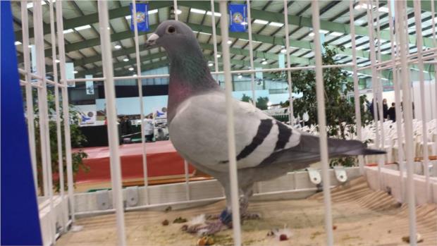 Campeão Os Setas.jpg