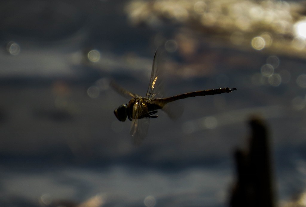 australian emperor 2 (1024x692)