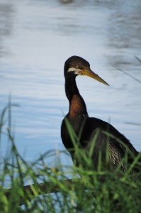 australian darter a 12 male (533x800)
