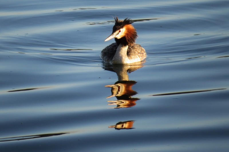 podiceps cristatus 3 (800x533)