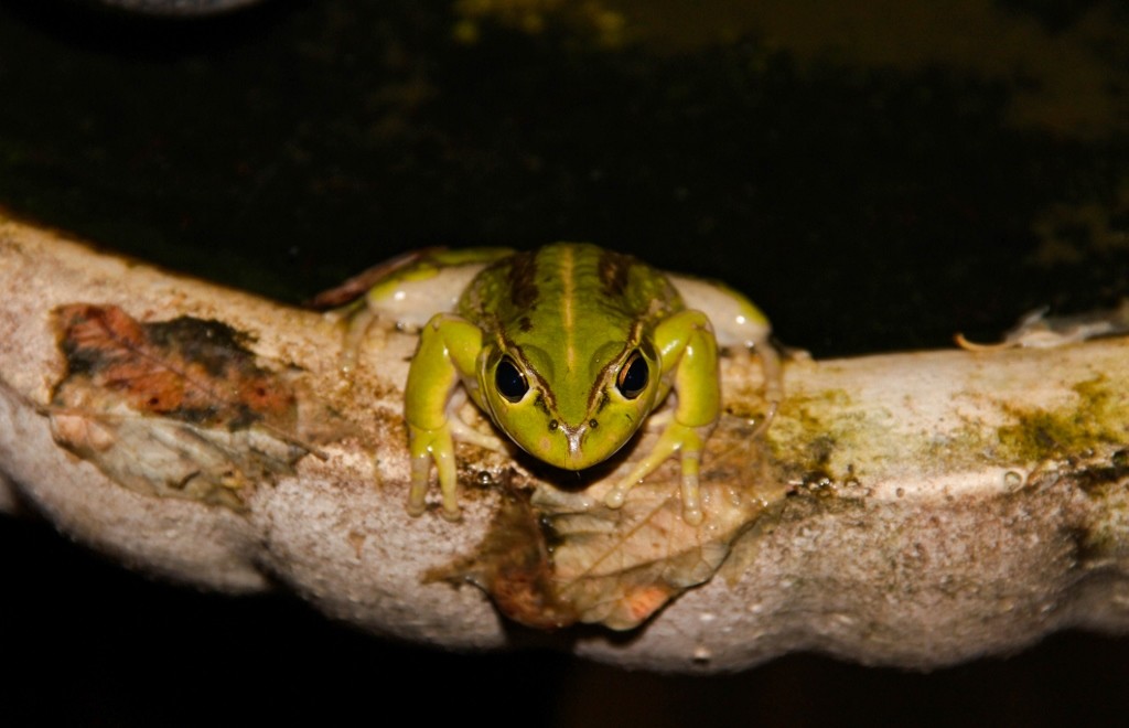 green tree frog 5
