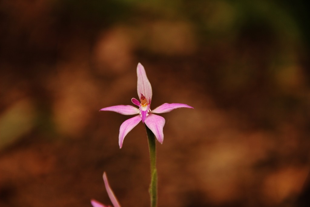 Orquídea Fada Cor-de-rosa - Arca de Darwin