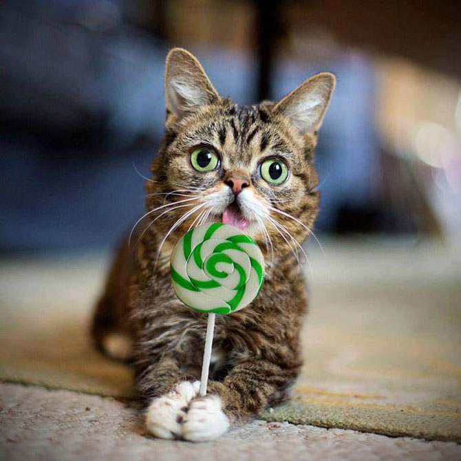 gatos cats lil bub