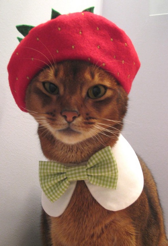 roupa para gatos catatelier