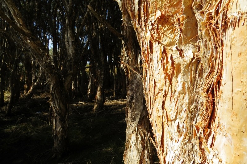paperbark tree 3