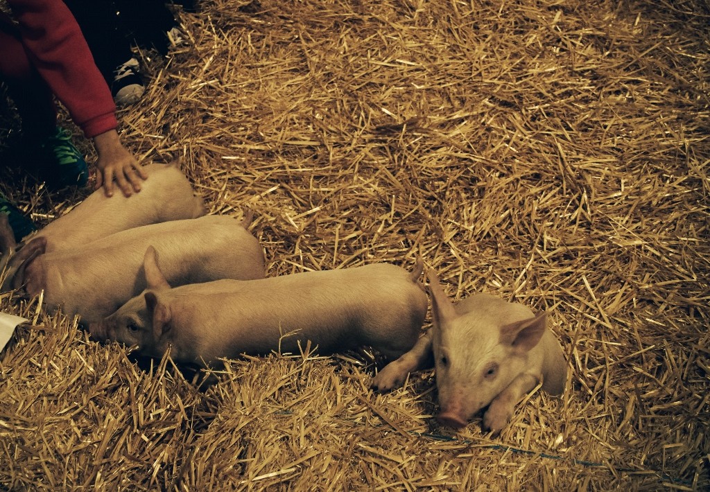 animals perth royal show 9 (1024x710)