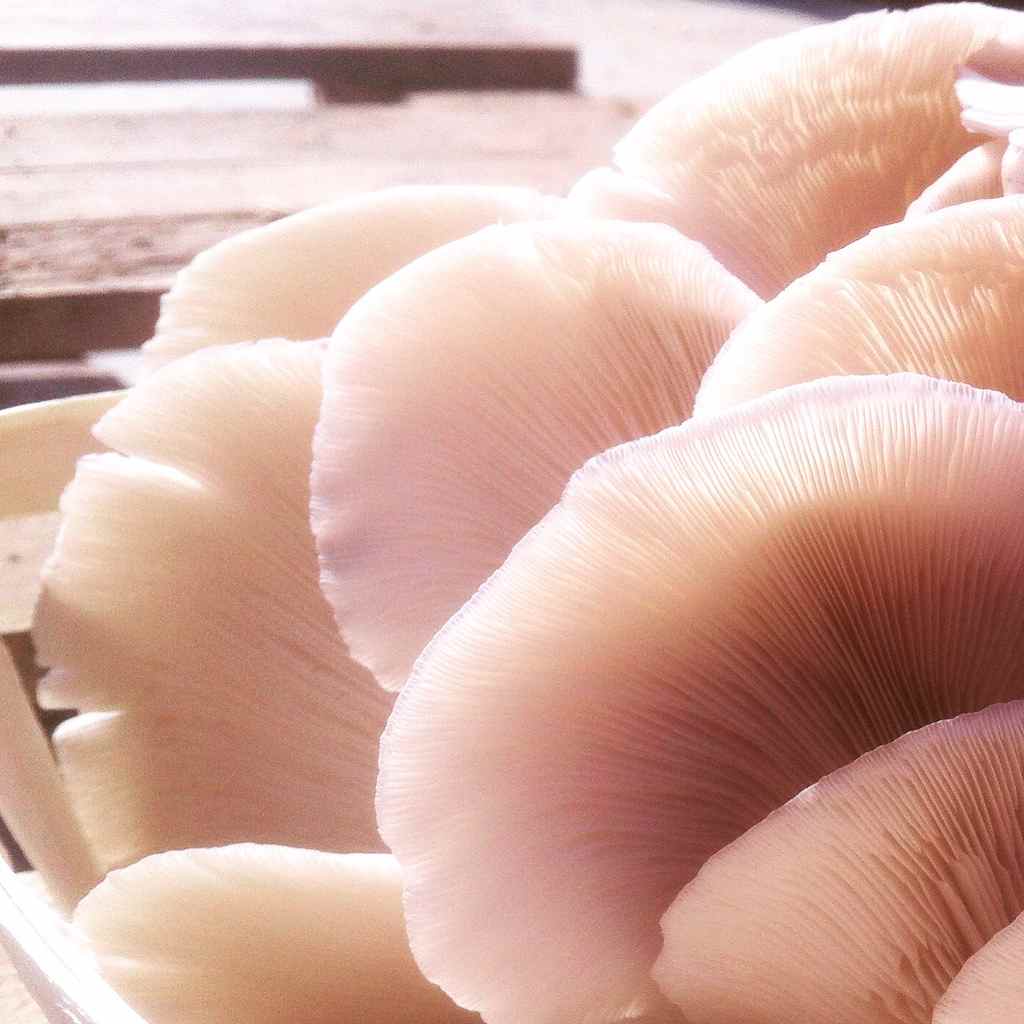 cogumelos.jpg