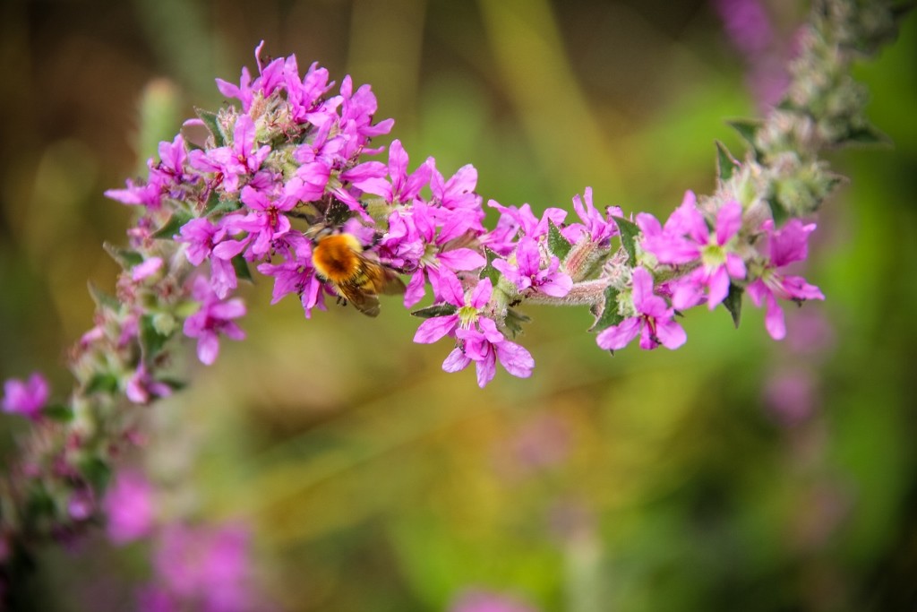 cascatas de mourao b 22