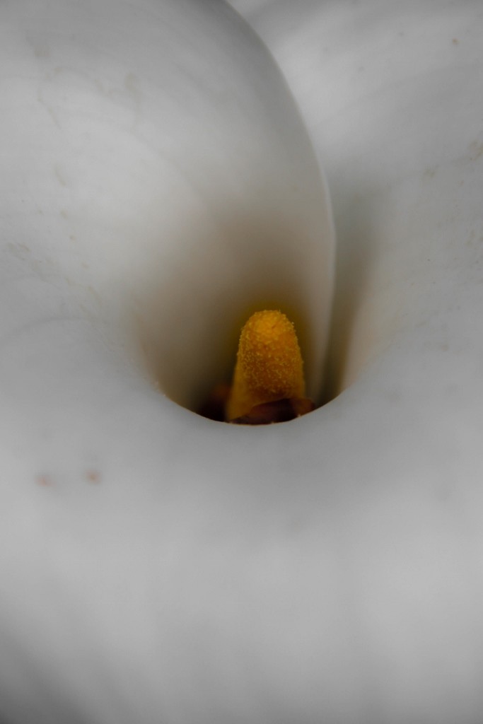 jarro jardim botanico 4