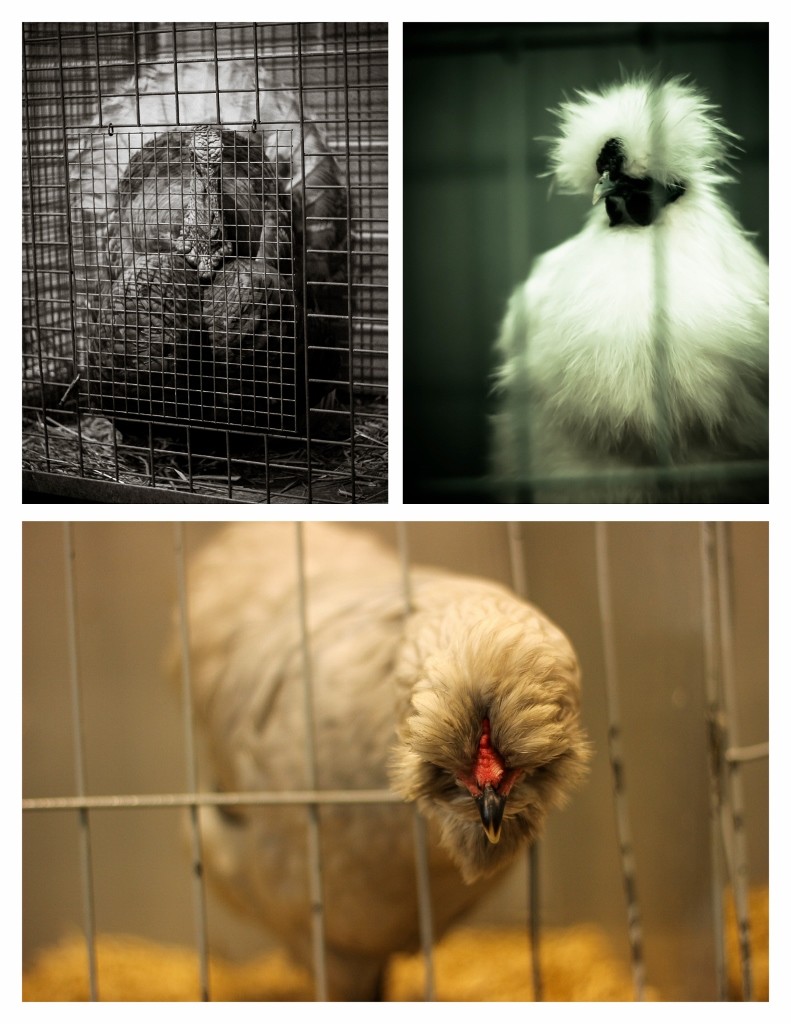 perth royal show farm animals 7 (791x1024)