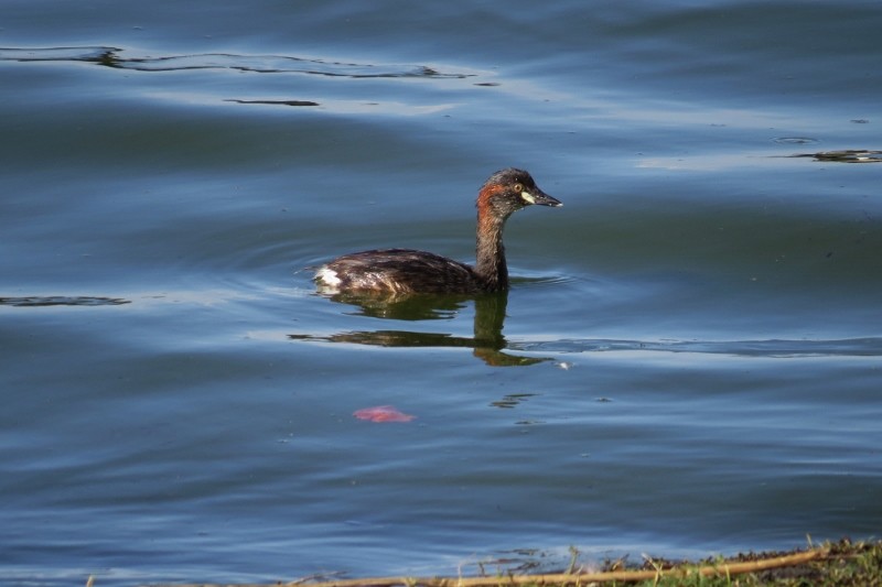 little grebe 5 (800x533)