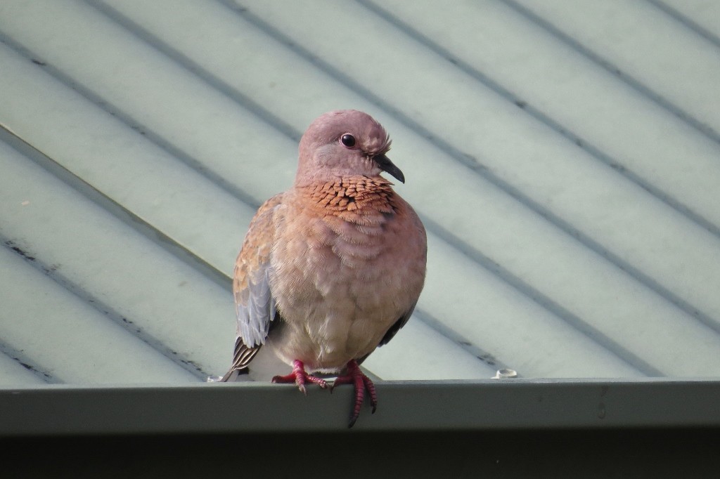 laughing dove 4