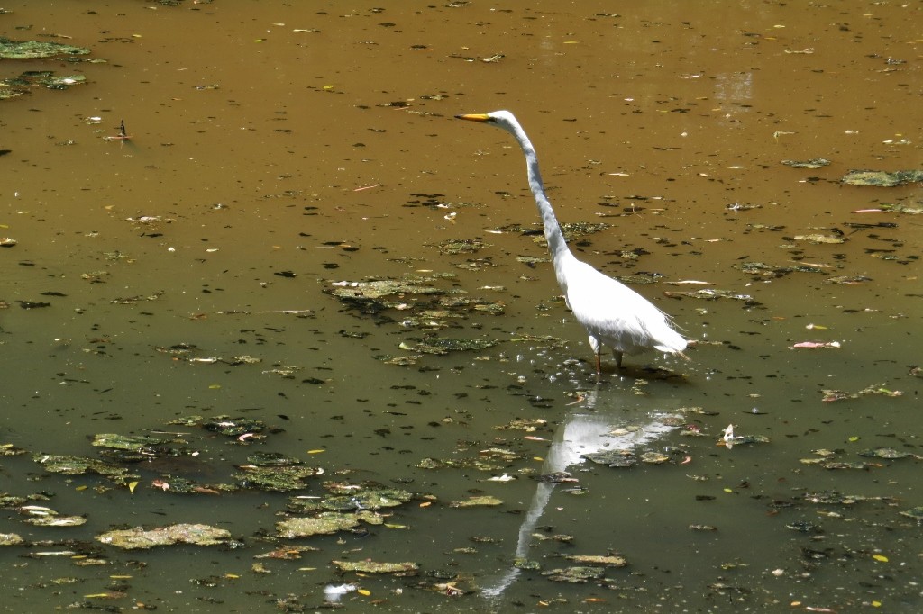ardea alba 5