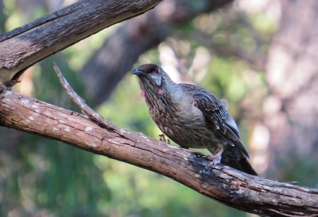 red wattlebird 3