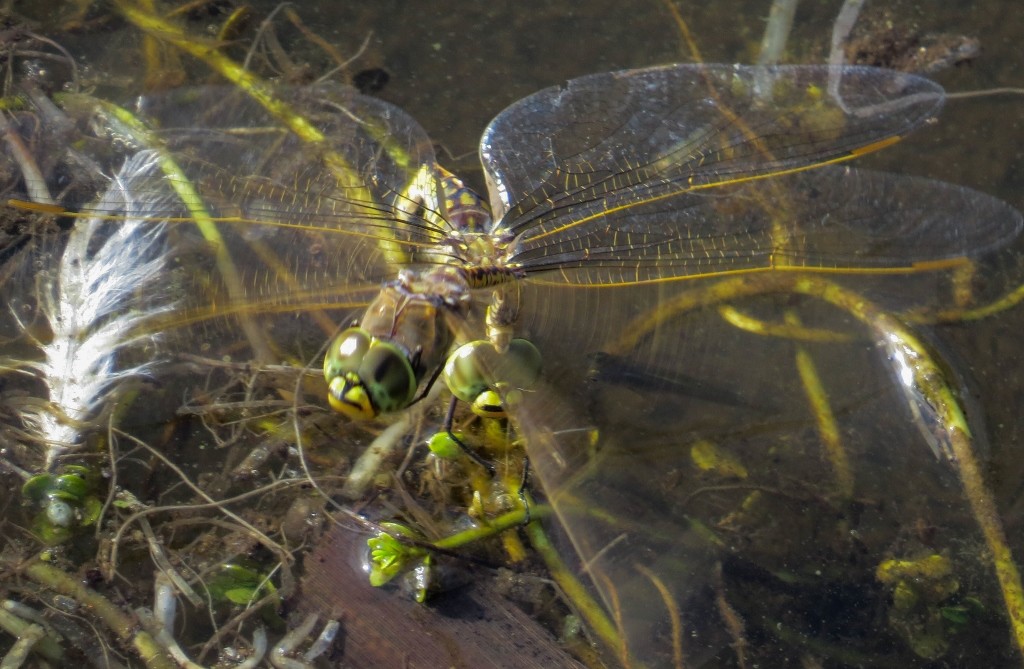 australian emperor 6 (1024x669)