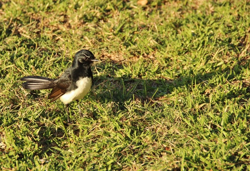 willie wagtail 2