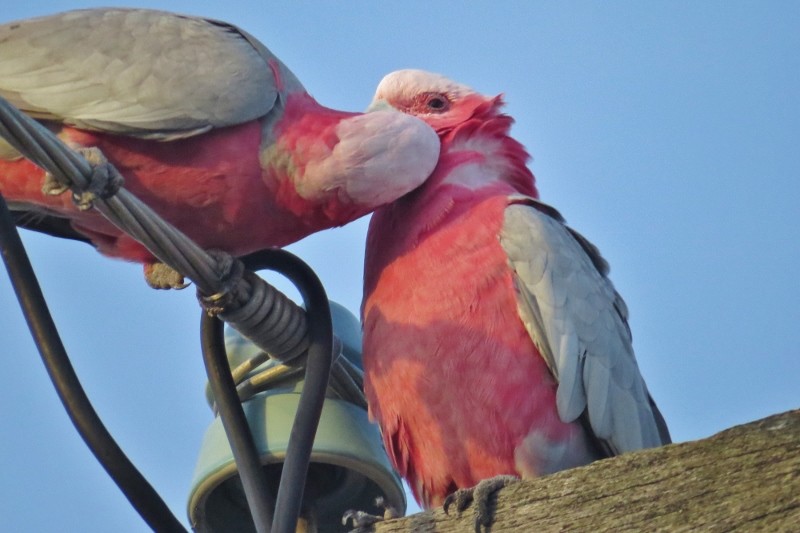 galah 1 (800x533)