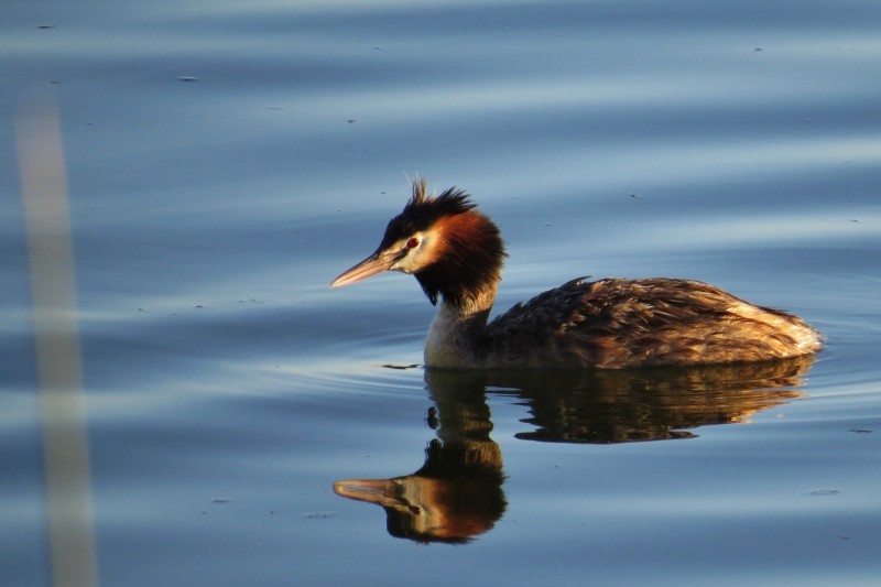 podiceps cristatus a 13 (800x533)