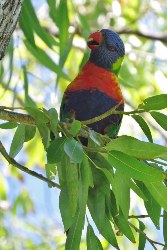 rainbow lorikeet 4