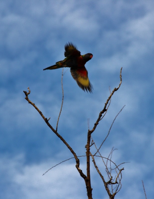 rainbow lorikeet a 13