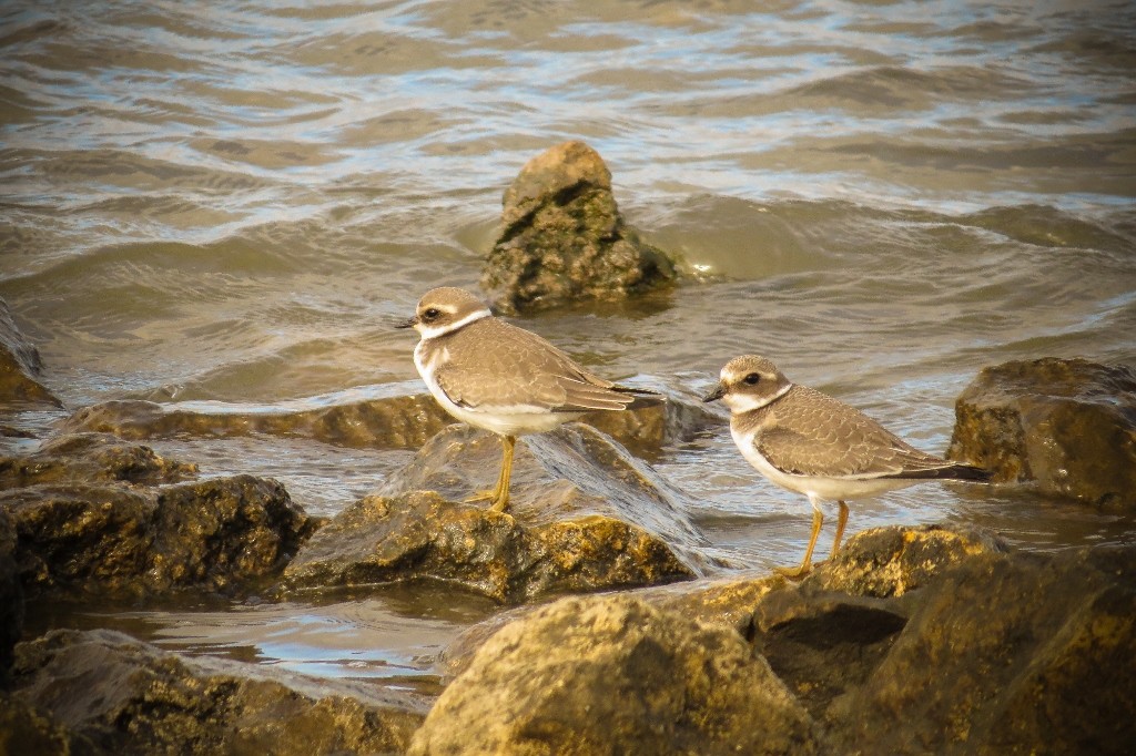 borrelho-grande-de-coleira (1024x682)