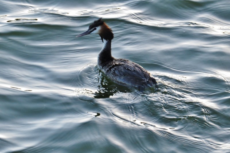podiceps cristatus 4 (800x533)