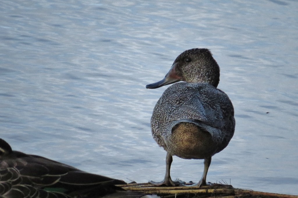 freckled duck 9